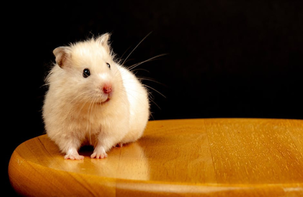 Hoe oud worden hamsters gemiddeld?