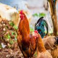 Welke ongewone feitjes over dieren ken je nog niet?
