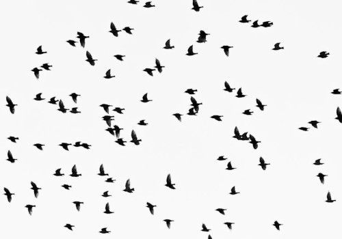 Waarom slapen vogels op één poot en hoe werkt het?
