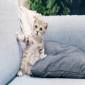 Hoe krijg je katten uit je tuin op een diervriendelijke manier
