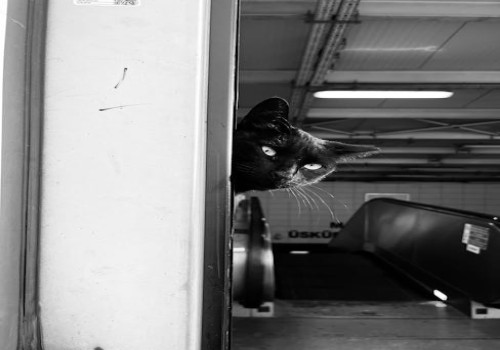 Hoe begin je een blog over van alles en nog wat zonder je lezers te verliezen