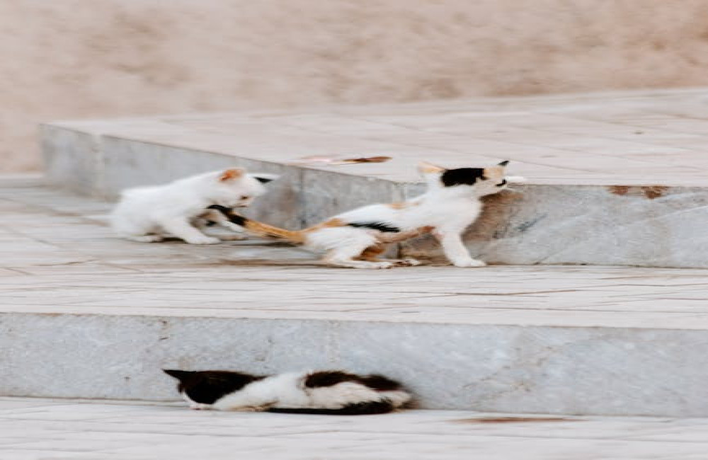 Waarom vinden we weetjes over van alles en nog wat zo onweerstaanbaar?