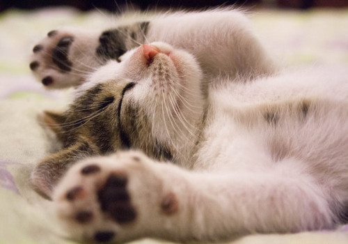Waarom slapen katten zoveel overdag en hoe komt dat?