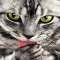 Waarom gaan katten spinnen en wat betekent het?